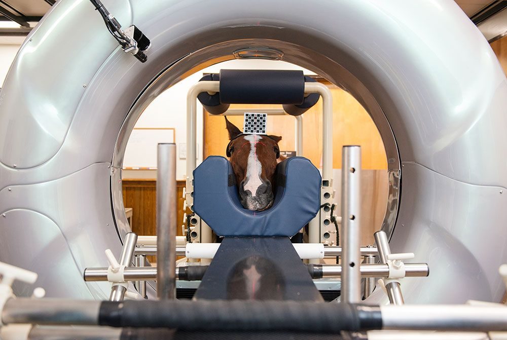 High-definition Computed Tomography (CT) | Equine Medical Center ...