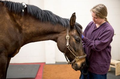 Equine patient with technician