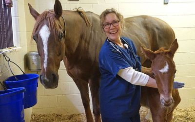 Care team member caring for mare and foal
