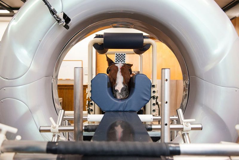 Horse patient undergoes CT scan