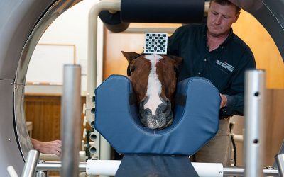 Horse patient undergoes CT scan