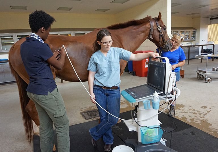 Horse patient undergoes ultrasound