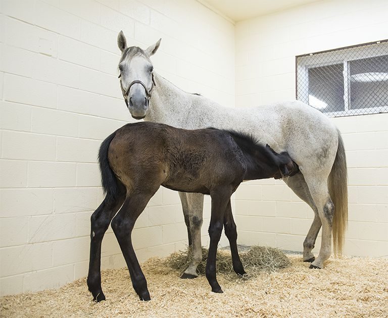 Mare and foal in Neonatal Care Unit
