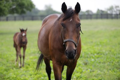 Lucky Dance and her foal 2019