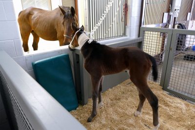 Lucky Dance and foal using foal box 2019