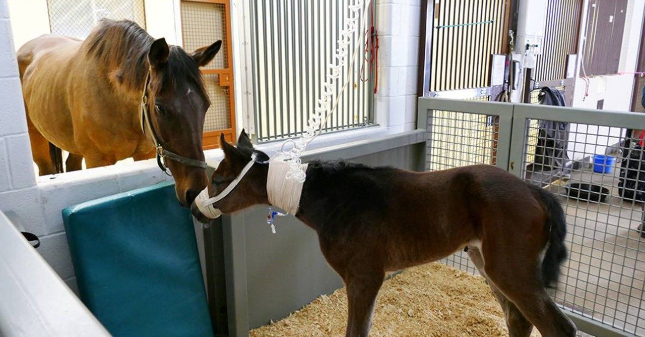 Marion duPont Scott Equine Medical Center EMC Virginia Tech