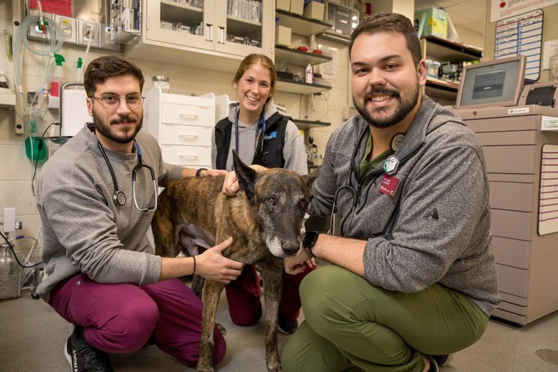 Thor Sparks is a 12 year old retired working dog (narcotics detection). He swallowed two large foreign bodies (one sock and one chew toy - both were swallowed essentially whole). One we were able to remove endoscopically, the other required surgery.