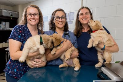 The Veterinary Teaching Hospital's Reproduction Service is staffed by faculty specialists who are board-certified by the American College of Theriogenologists and is supported by residents training in the specialty of theriogenology.Provide high-quality routine and emergency reproductive services to breeders and producers of small and large animals. Assist veterinarians with consultations on reproductive cases. Maintain a state-of-the-art reproductive laboratory and privately owned frozen semen bankGabriela Carneiro de Sousa, DVM Resident/MS Student , Theriogenology Julie T. Cecere, DVM, MS, DACT Clinical Associate Professor Theriogenology Amanda Havens, LVT, PRN support