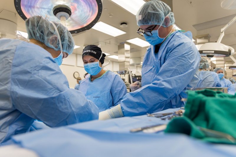 Students conduct spay surgery