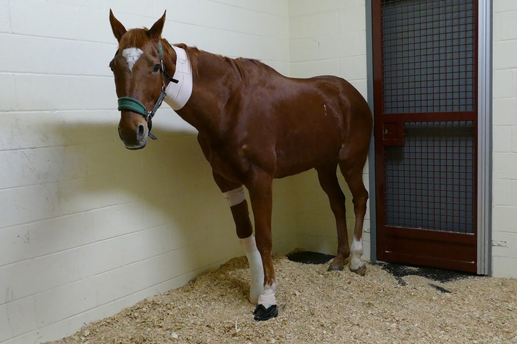 Hard-luck horse Kit in recovery after complex orthopedic surgery at ...