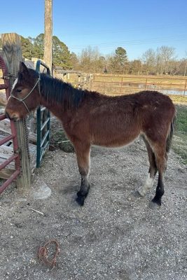 Horse standing by a fence.