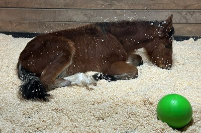 Horse laying down.