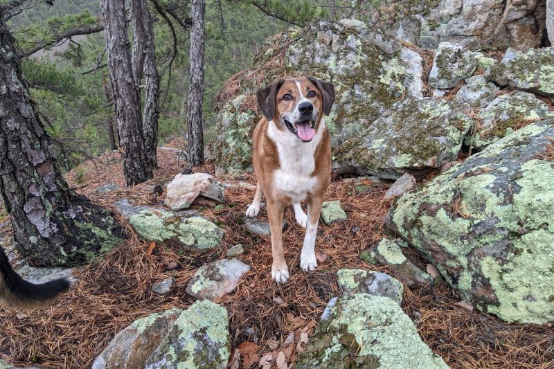 Dog standing in the woods on top of some moss covered rocks.