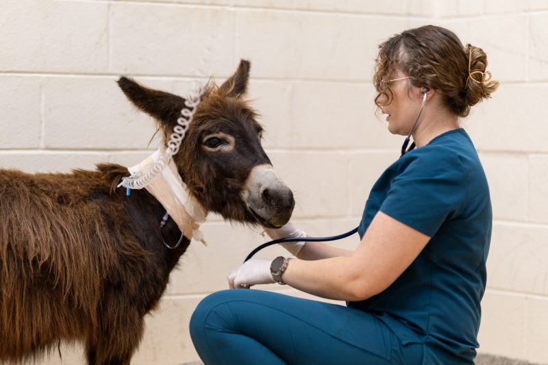 (From left) Bug a 2 year old miniature donkey and resident Emilee Lacey at the Veterinary Teaching Hospital.