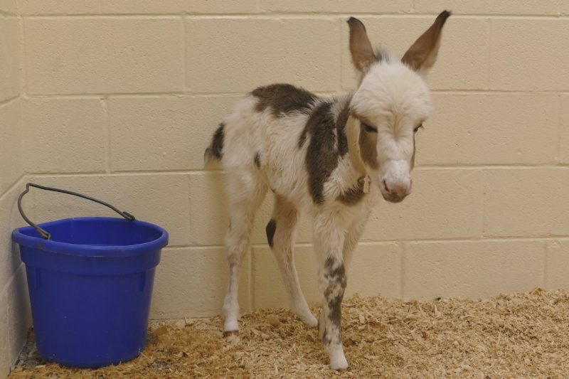 Donkey foal Noah in a stall.