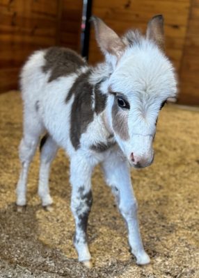 Donkey foal in a stall.