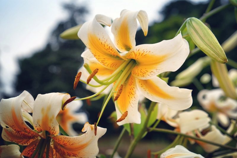 White and yellow lilies in bloom.