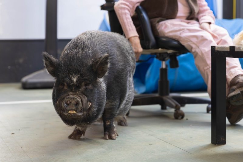 Hank the pig (at left) standing in front of Mona Sans (at right) at the Creative Therapy Care facility in Roanoke, Virginia