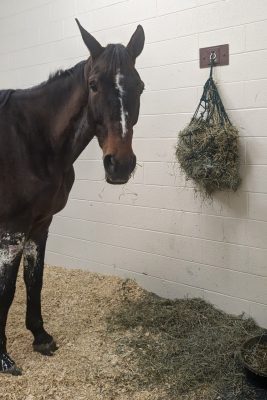 Hazel in a stall at the Equine Medical Center.