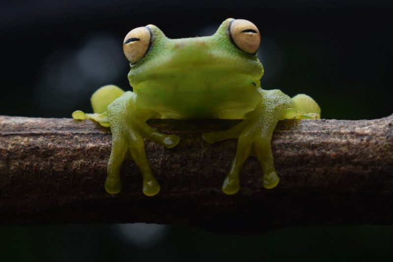 Photo of a Granulosa taken by Alex Marsh in Peru.