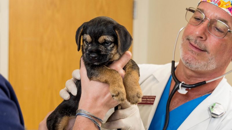 Man holding a puppy.