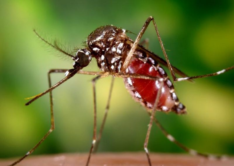 is sleeping sickness caused by mosquitoes