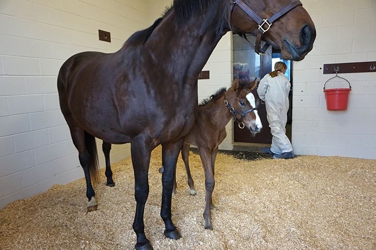 Mare and foal in critical care unit