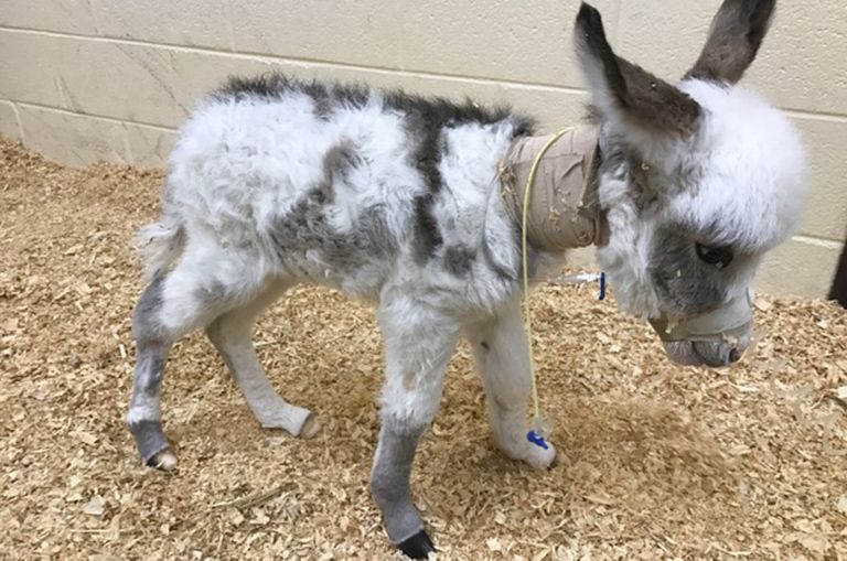A donkey patient in Neonatal intensive care unit