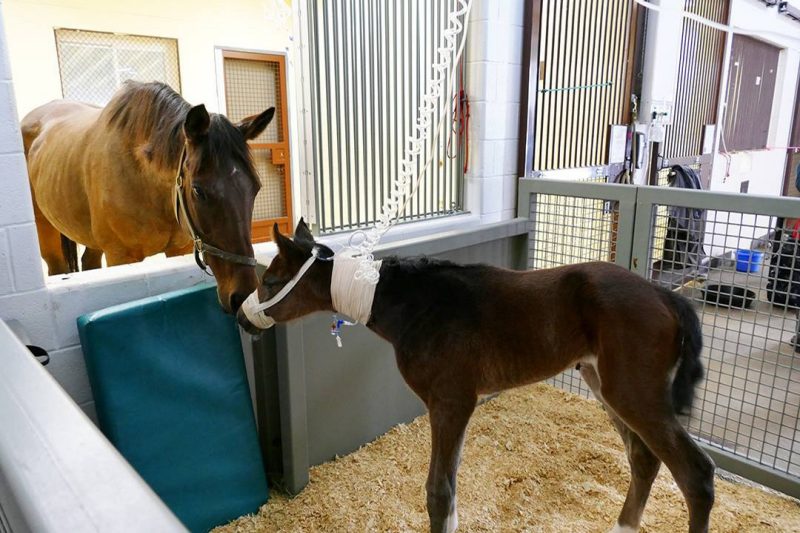 Foal box at Equine Medical Center
