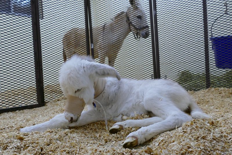 Foal receiving intensive care