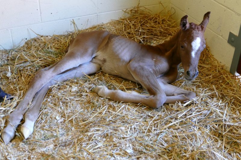 emc-newborn-foal