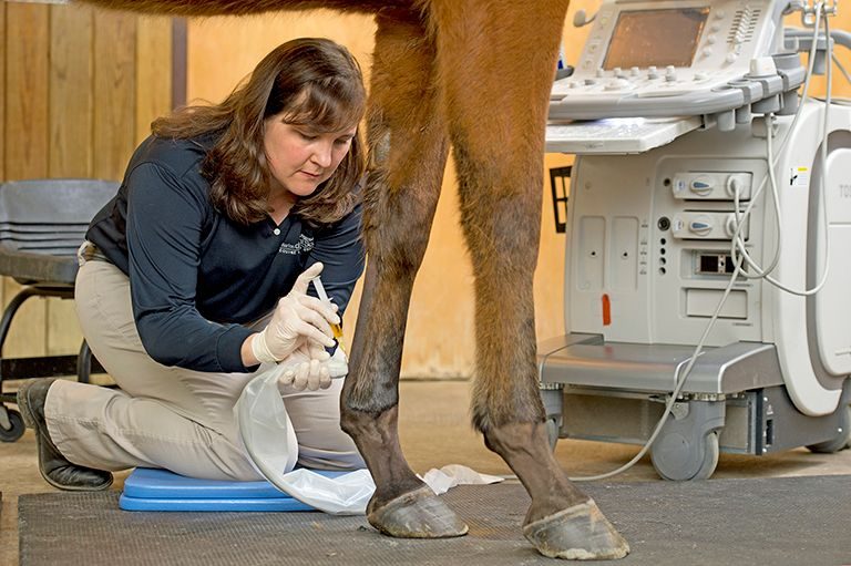 Doctor working on horse's leg