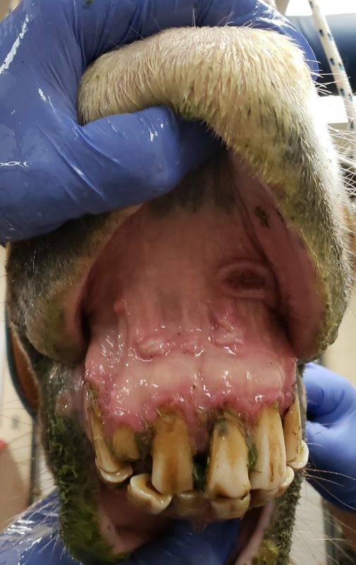equine-odontoclastic-tooth-resorption-hypercementosis-eotrh