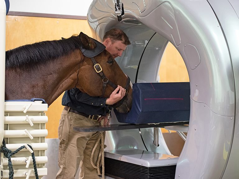 Horse patient undergoes CT scan