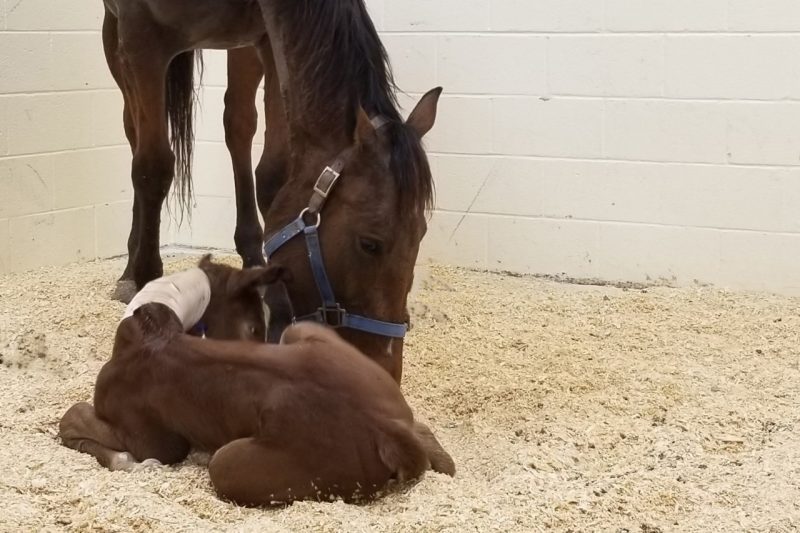 spirit-and-newborn-foal