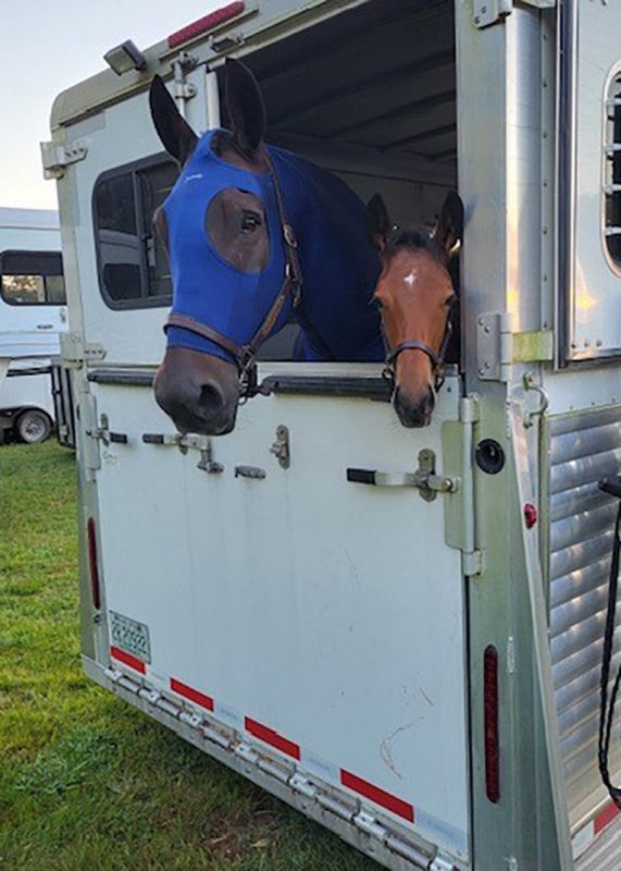 Two horses looking out the back of a trailer.