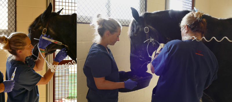 Veterinary professionals providing care to a black horse.